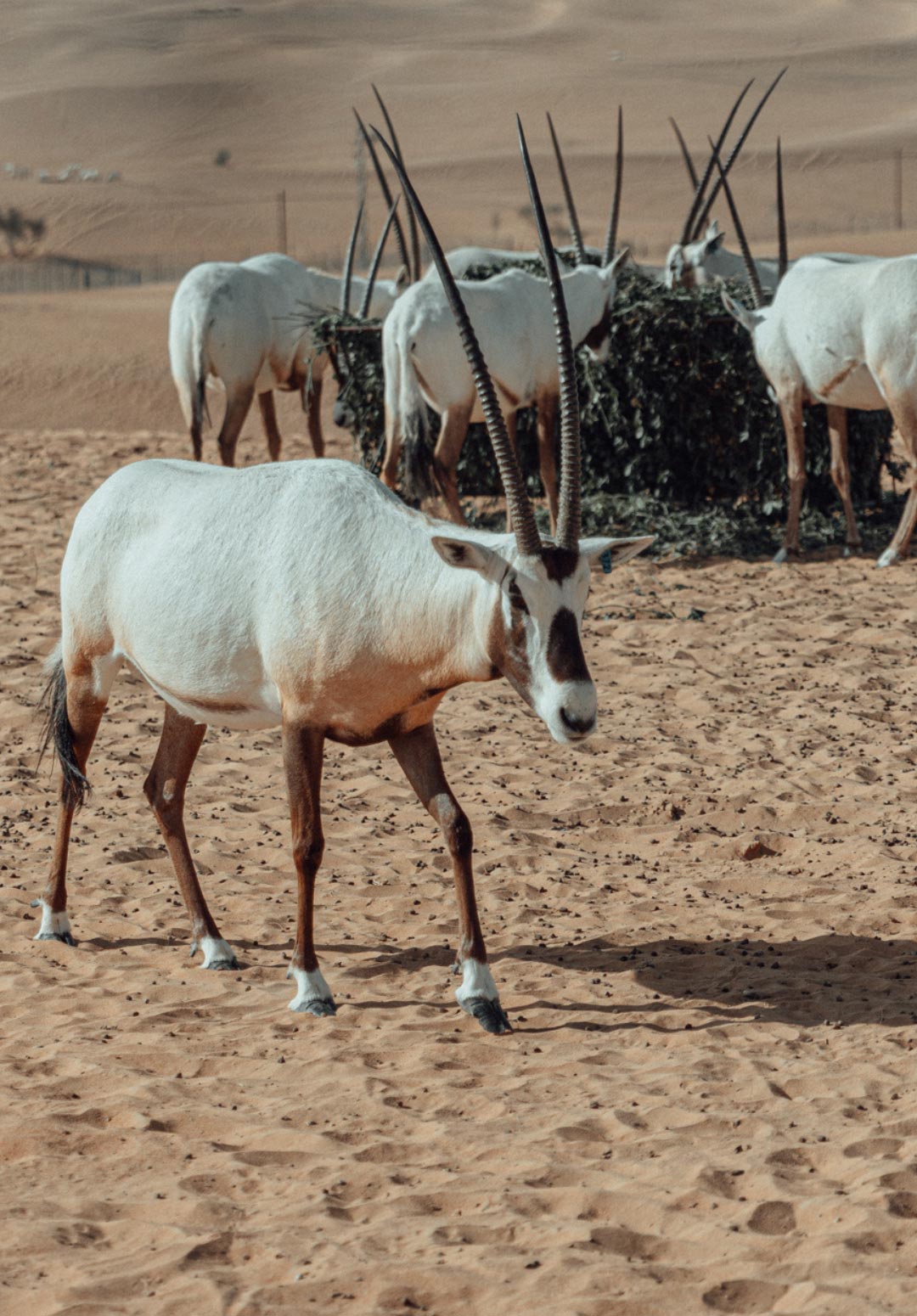 Desert Safaris that Make a Positive Difference in Dubai