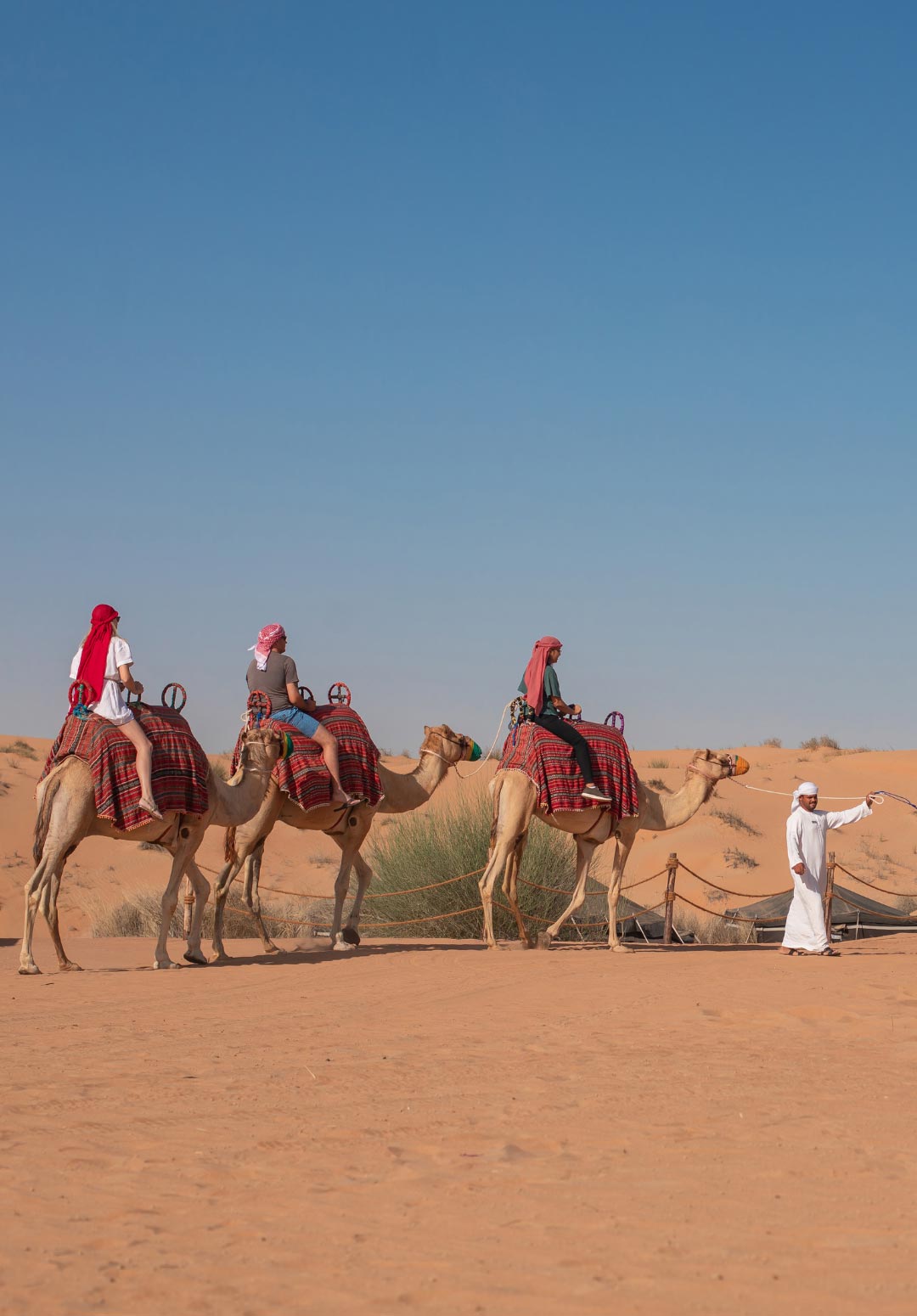 Treatment of Camels on Dubai Desert Safaris