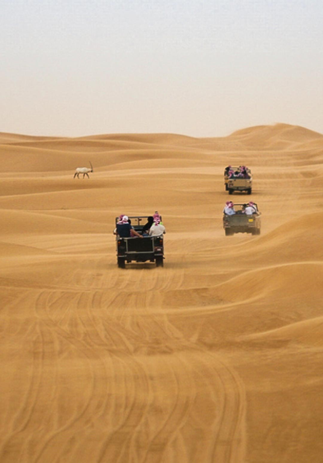 A Desert Safari in the Dubai Desert Conservation Reserve