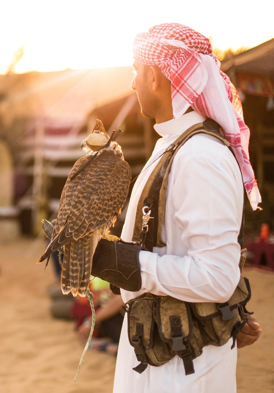 Dubai Royal Falconry Hunting
