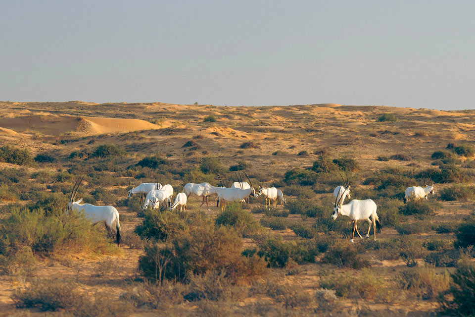  Safari Heritage