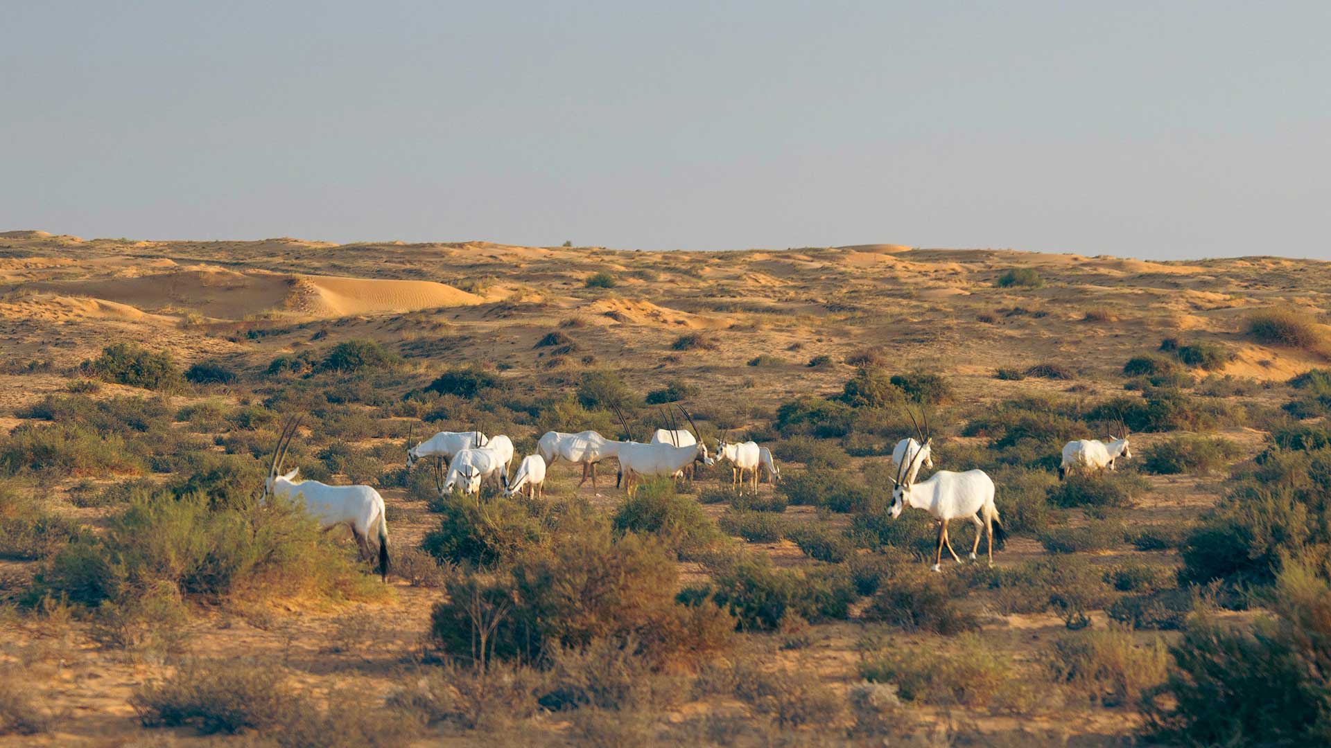 Libertés En Matière De Bien-Être Animal