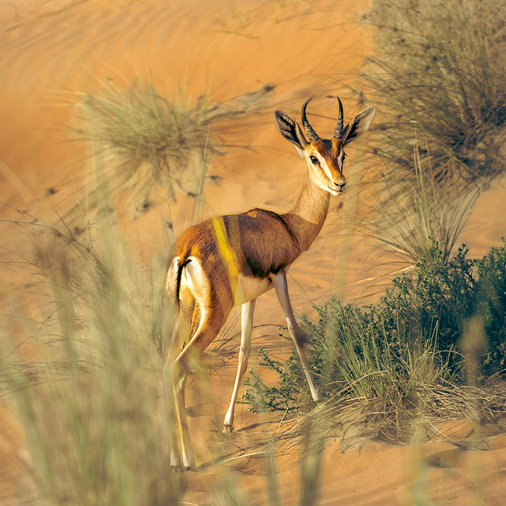 TOURISME ANIMALIER ETHIQUE
